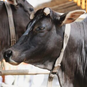 Gau Seva (Cow Food & Medicine) During Janmashtami ISKCON