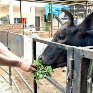 Gau Puja & Gau Seva