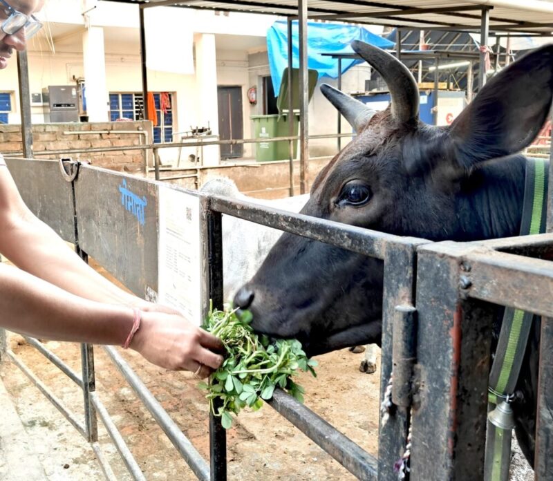 Cow seva at ISKCON Newtown Mayapur Kolkata