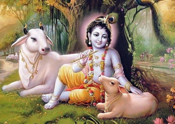 Gau Seva ISKCON Newtown