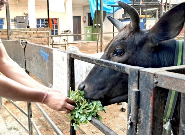 ISKCON Newtown Mayapur Kolkata 17 Cow seva at ISKCON Newtown Mayapur Kolkata
