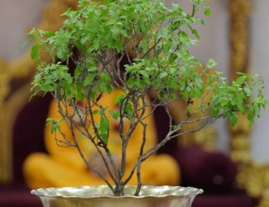 Tulsi Seva ISKCON Newtown